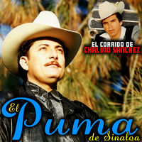 el puma de sinaloa