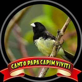 Papa capim