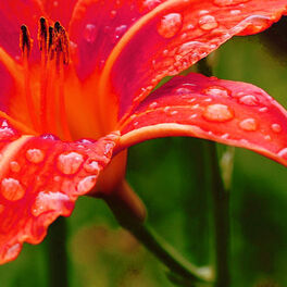 Artist picture of Rain Sounds Nature Collection