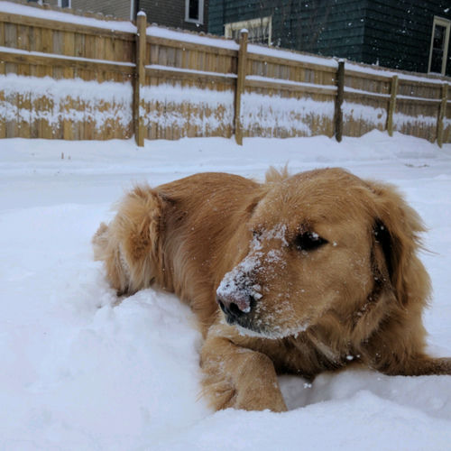 Do Dogs Have Wet Dreams