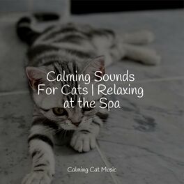 Music For Cats Deluxe Albums Songs Playlists Listen On Deezer