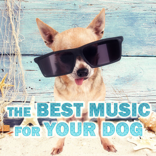 Calm Pets Music Academy: albums, songs, playlists | Listen on Deezer