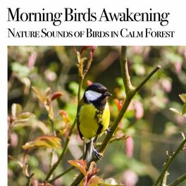Artist picture of Nature Sound Meditation