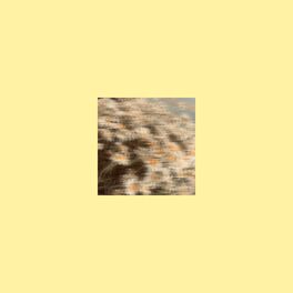 Album cover of Daisy
