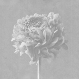 Album cover of To the Light