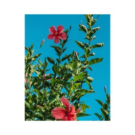 Album cover of Of Color