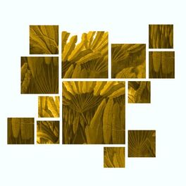 Album cover of Siriema (Mira & Christopher Schwarzwälder Remix)