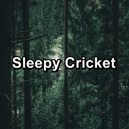Album cover of Sleepy Cricket