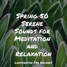 Album cover of Spring 50 Serene Sounds for Meditation and Relaxation