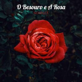 Album cover of O Besouro e A Rosa