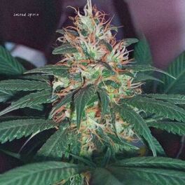 Album cover of Thoughts After Sativa
