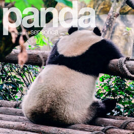 Album cover of Panda, Vol. 2 (Compiled by Sensorica)