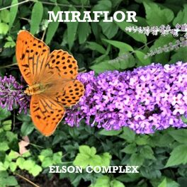 Album cover of Miraflor