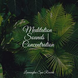 Album cover of Meditation Sounds | Concentration