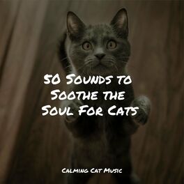 Album cover of 50 Sounds to Soothe the Soul For Cats