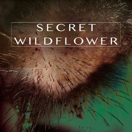 Album cover of Secret Wildflower