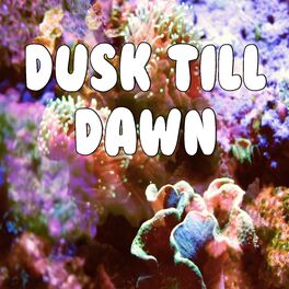 Album cover of Dusk Till Dawn (Tribute to Zayn)