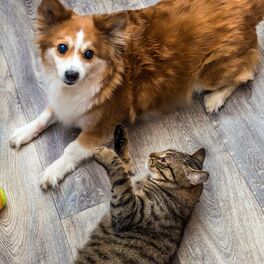 Maine Coon Cat With Other Cats: Harmony and Happiness