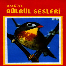 Album cover of Doğal Bülbül Sesleri