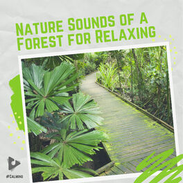 Album cover of Nature Sounds of a Forest for Relaxing