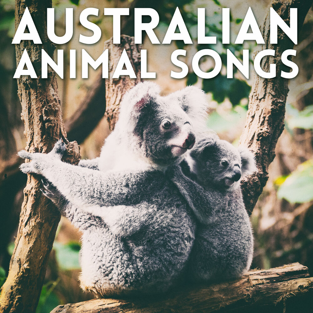 Zoos listening. We animals песня. Like animals песня. Animals Song.