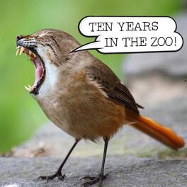 Album cover of Ten Years in the Zoo