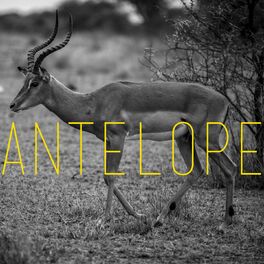 Album cover of Antelope (Remixes)