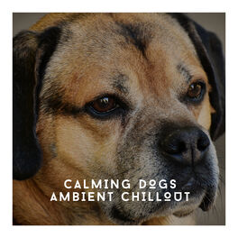 Album cover of Calming Dogs Ambeint Chillout