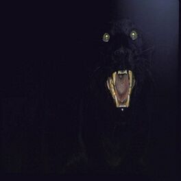 panther eyes at night