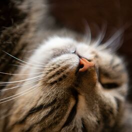 Album cover of Deep Sleep Meditation 9
