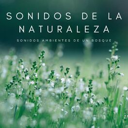 Album cover of Sonidos De La Naturaleza: Sonidos Ambientes De Un Bosque
