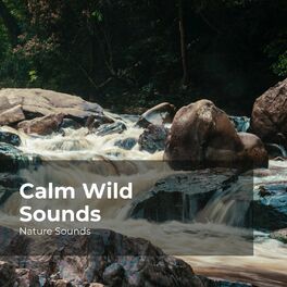 Album cover of Calm Wild Sounds