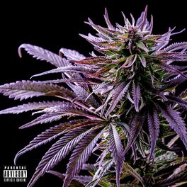 Album cover of Green Crack (feat. Project Pat) [chopped & screwed]