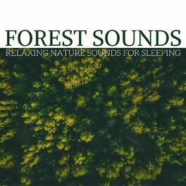 Album cover of Forest Sounds: Relaxing Nature Sounds for Sleeping
