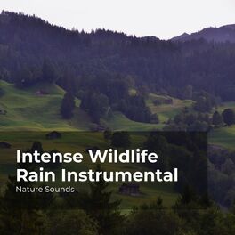 Album cover of Intense Wildlife Rain Instrumental