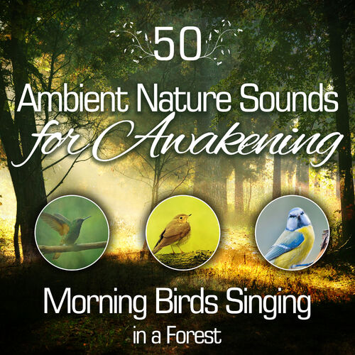 Birdsong Zen: Serene Nature Sound for Deep Yoga Practice 