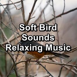 Album cover of Soft Bird Sounds Relaxing Music