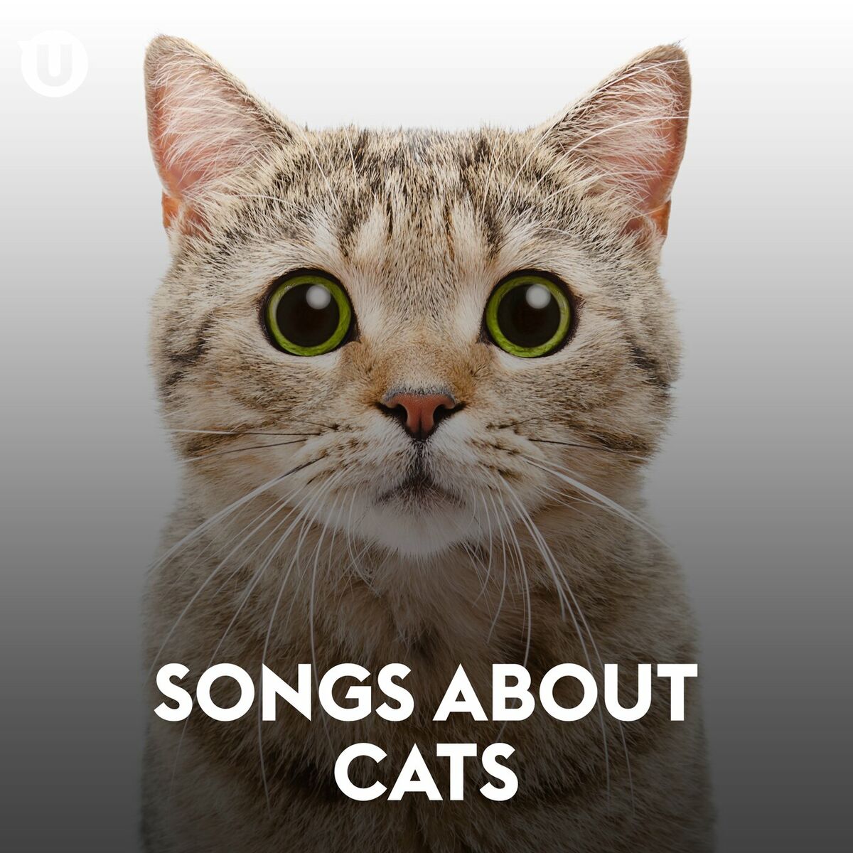 Various Artists - Songs About Cats: lyrics and songs | Deezer