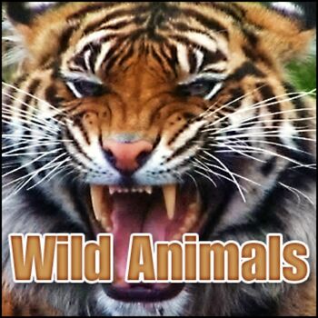 Sound Effects Library - Animal, Bobcat - Growl With Snarls And