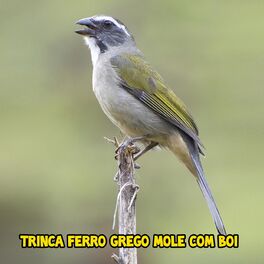 Album cover of Trinca Ferro Grego Mole Com Boi