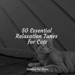 Album cover of 50 Essential Relaxation Tunes for Cats