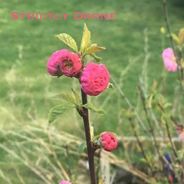 Album cover of Strictly Drone