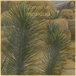 Album cover of Comme Un Moineau