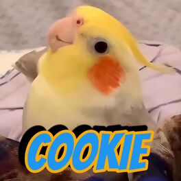 Album cover of Cookie, Cookie