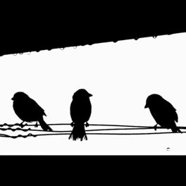 Album cover of Three Little birds