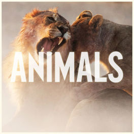 Album picture of Animals