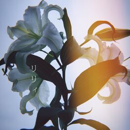 Album cover of Lily