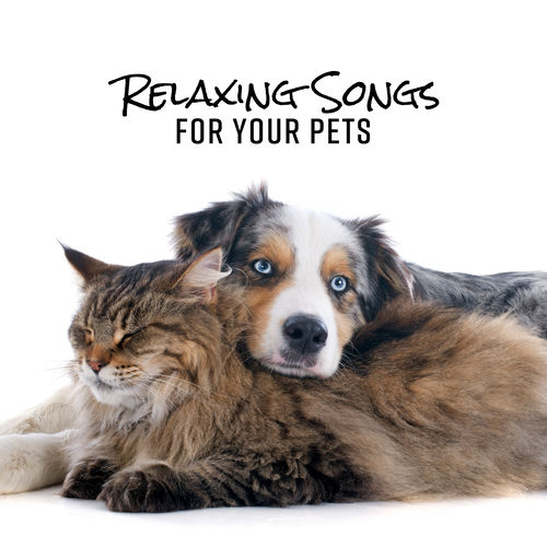 Pet Music Academy Relaxing Songs for Your Pets Calm Music for Dogs