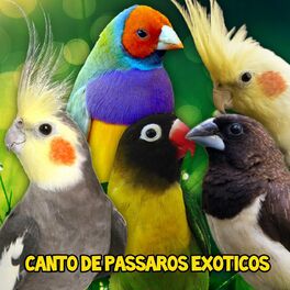 Album cover of Canto de Pássaros Exóticos