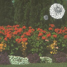 Album cover of Annual Flowers in Color